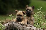 CAIRN TERRIER 393